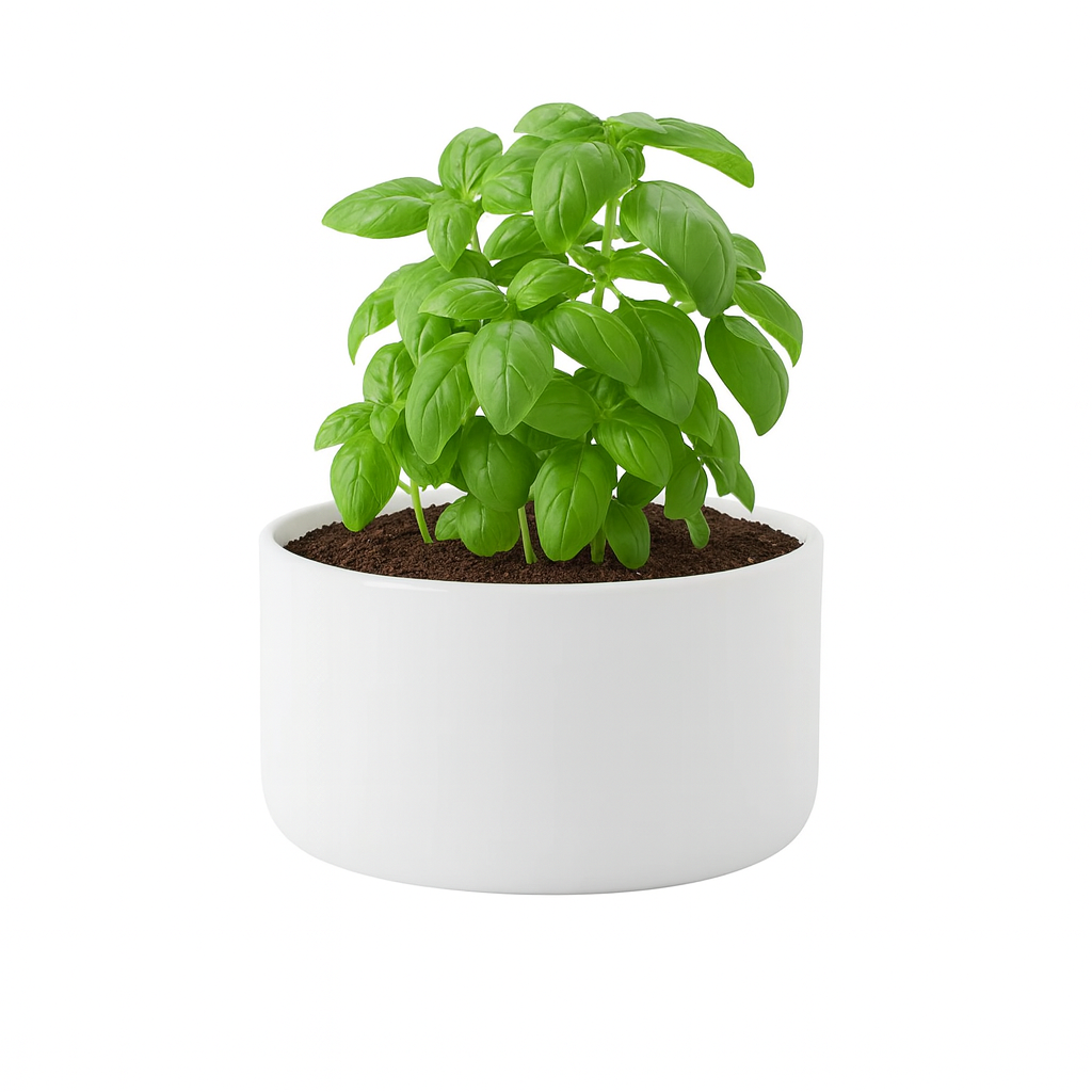 Calista Blanc repurposed as basil planter