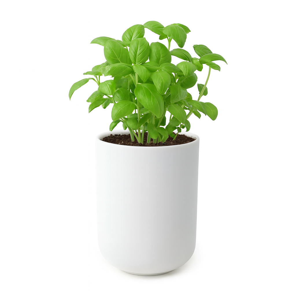 Celestial Reverie repurposed as basil planter