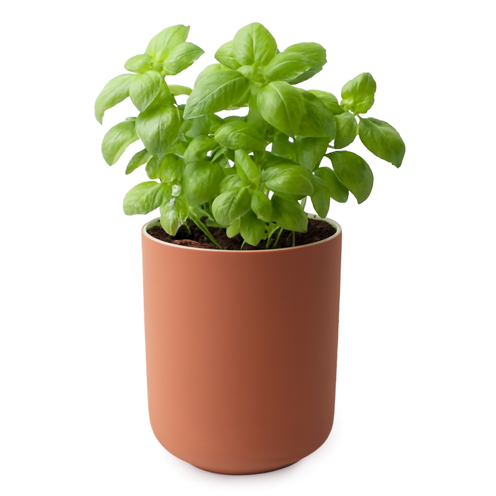 Coral Mirage repurposed as basil planter