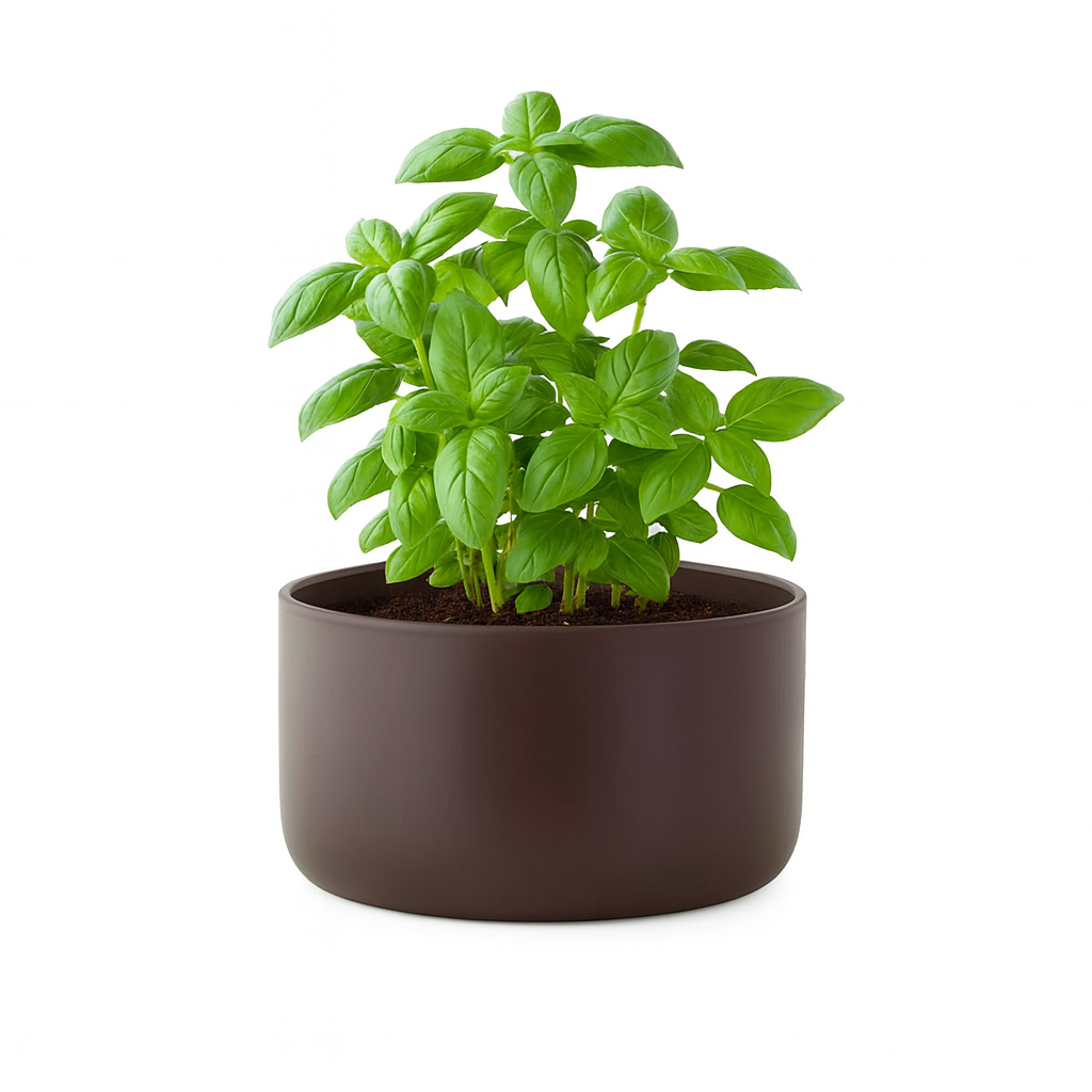 Mocha Luxe repurposed as basil planter
