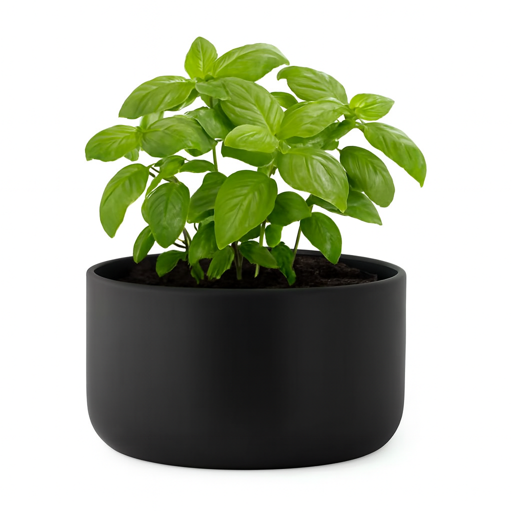 Noir Luxe repurposed as basil planter