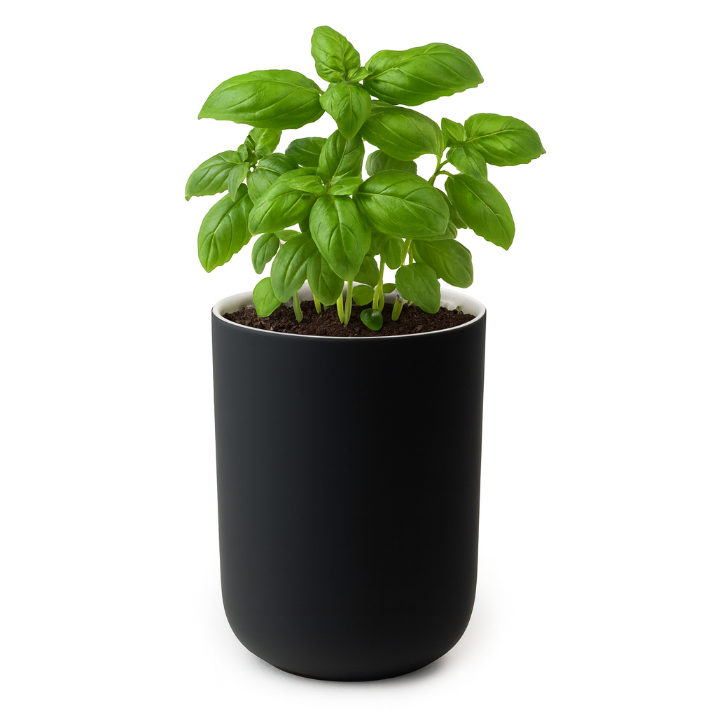 Obsidian Dreams repurposed as basil planter